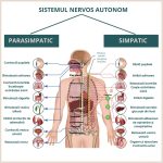 sistemul nervos autonom