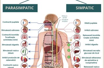 sistemul nervos autonom